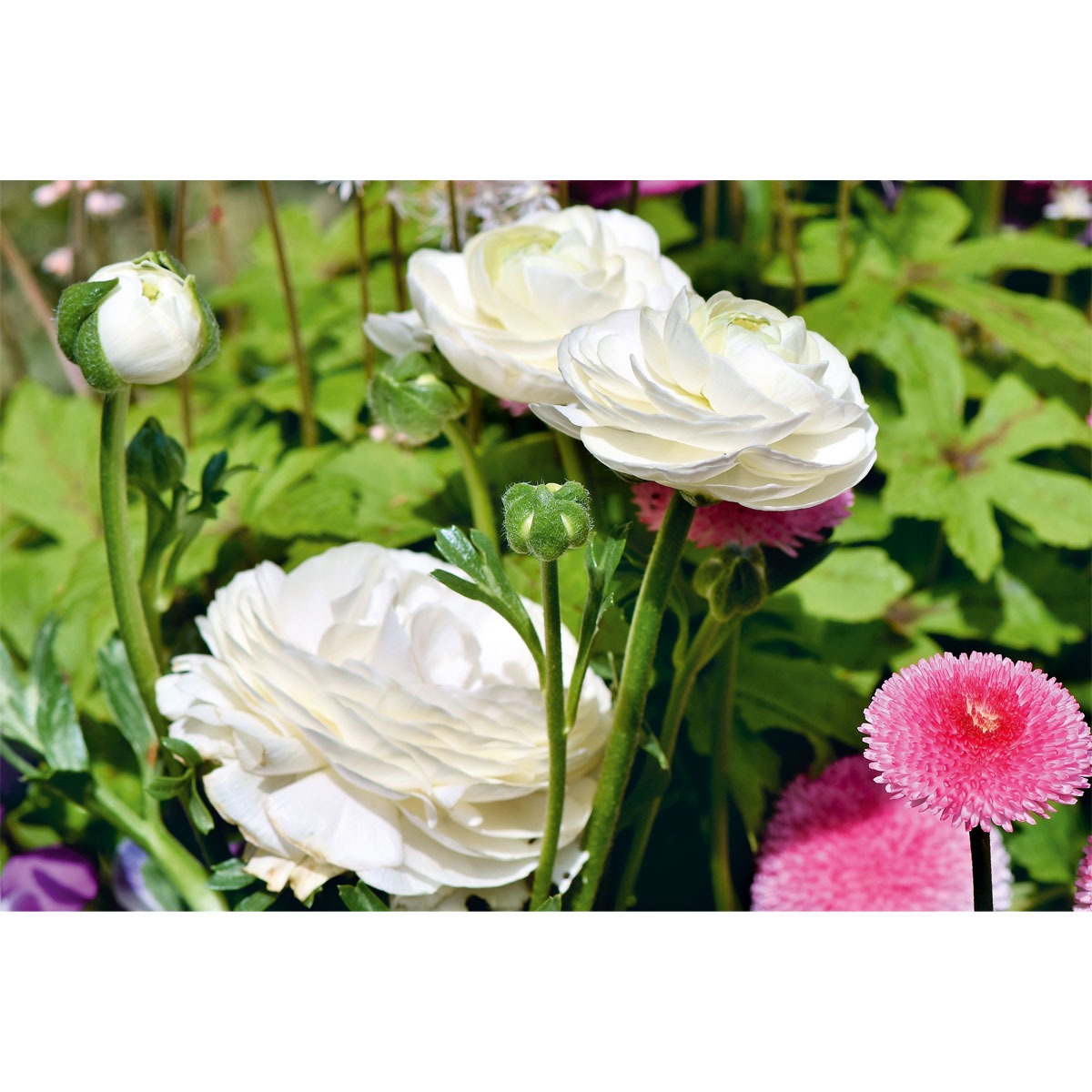 Plantiflor Ranunkel Topf Durchmesser 11 cm Bild 5