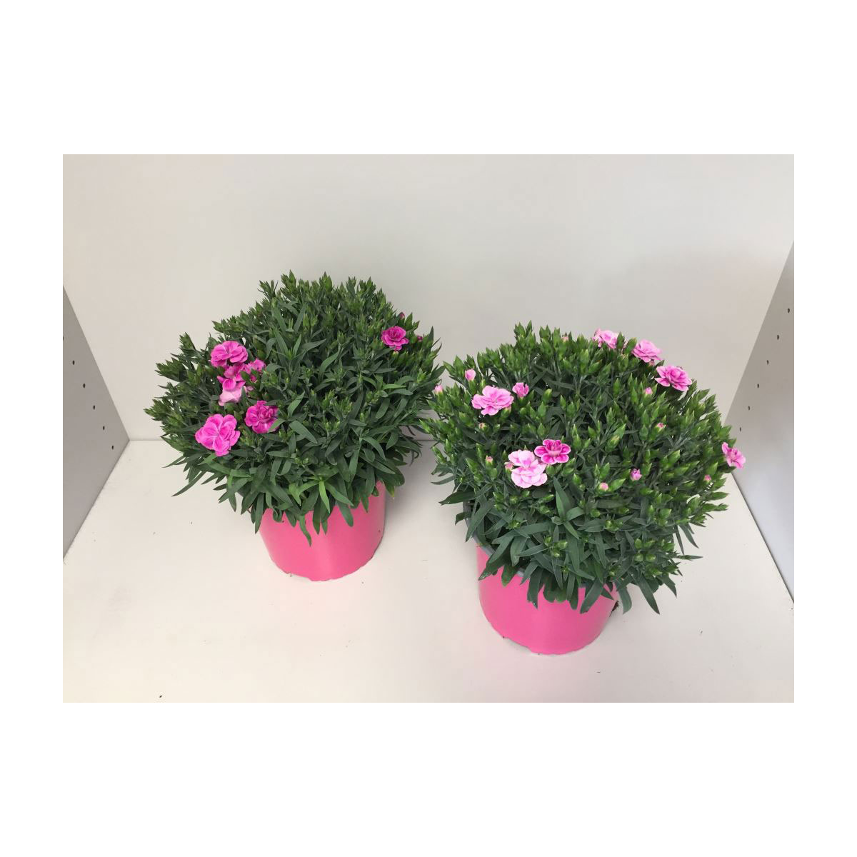 Plantiflor  Gartennelke verschiedene Farben T17