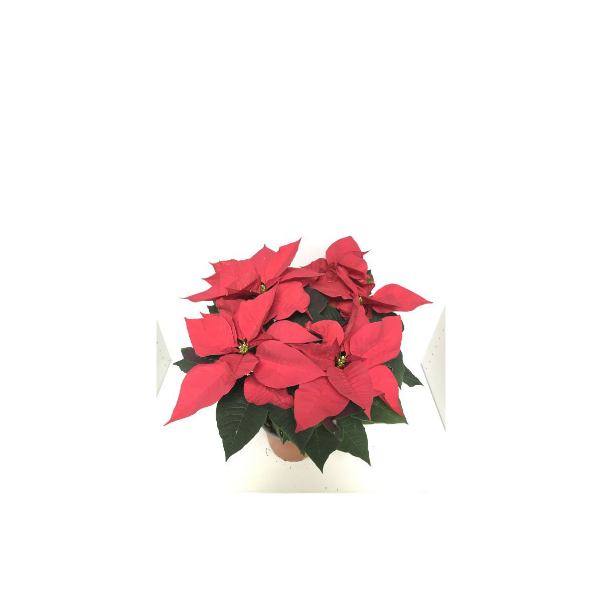 Plantiflor  Weihnachtsstern Busch