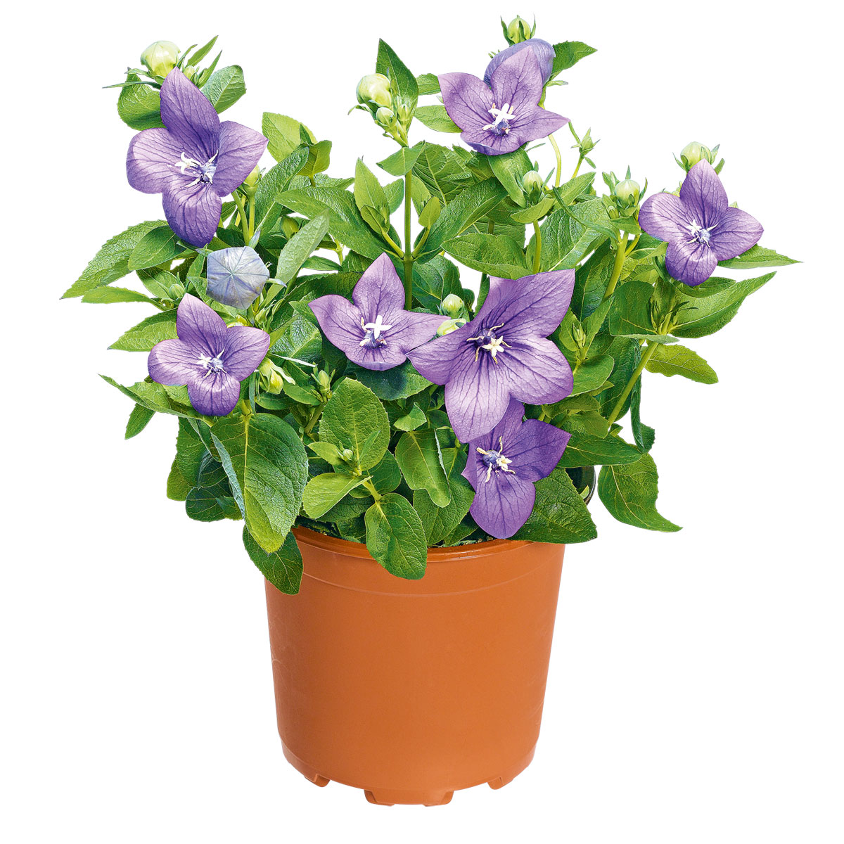 Plantiflor  Ballonblume Ton in Ton Topf- Durchmesser 12 cm