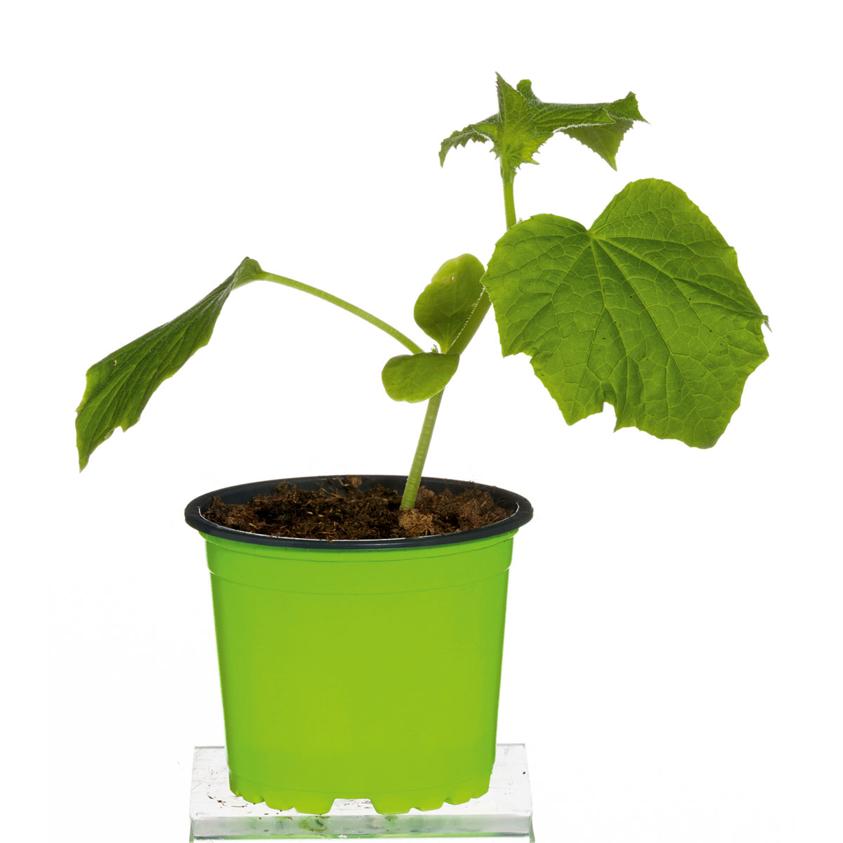 Plantiflor  Gurke Setzling Durchmesser 12 cm Bild 1