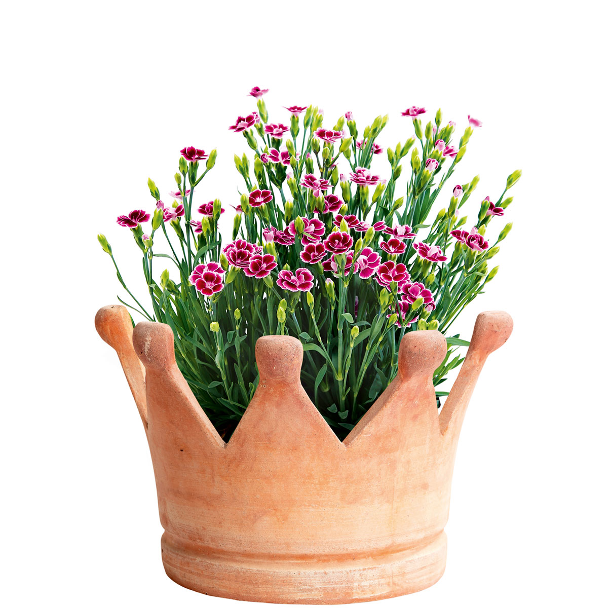 Plantiflor  Prinzess-Nelke Pink Kisses Topf- Durchmesser 12 cm Bild 8