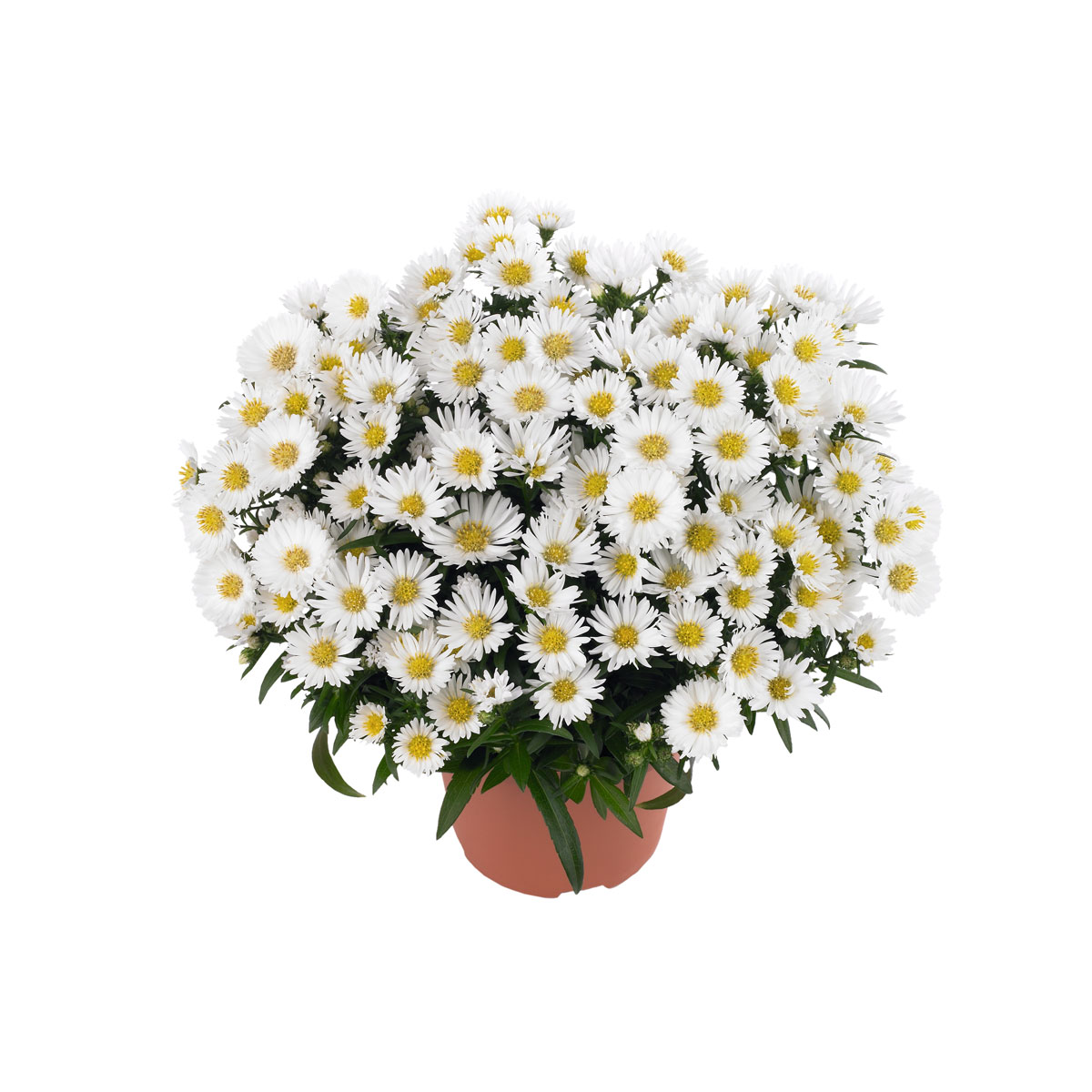 Plantiflor  Herbst-Aster Topf Durchmesser 11 cm Bild 3