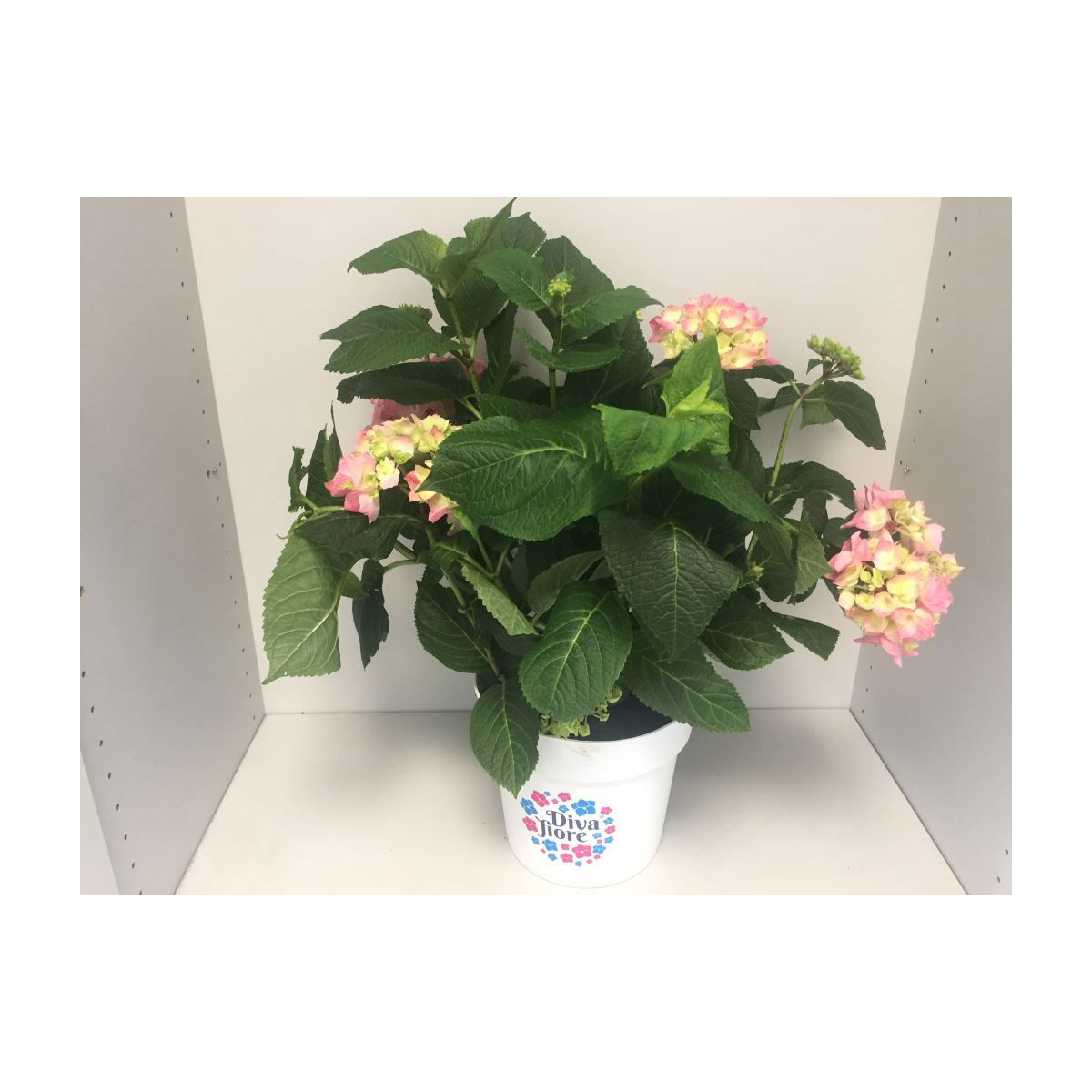 Plantiflor  Ballhortensie Diva Fiore Topf Durchmesser 23 cm