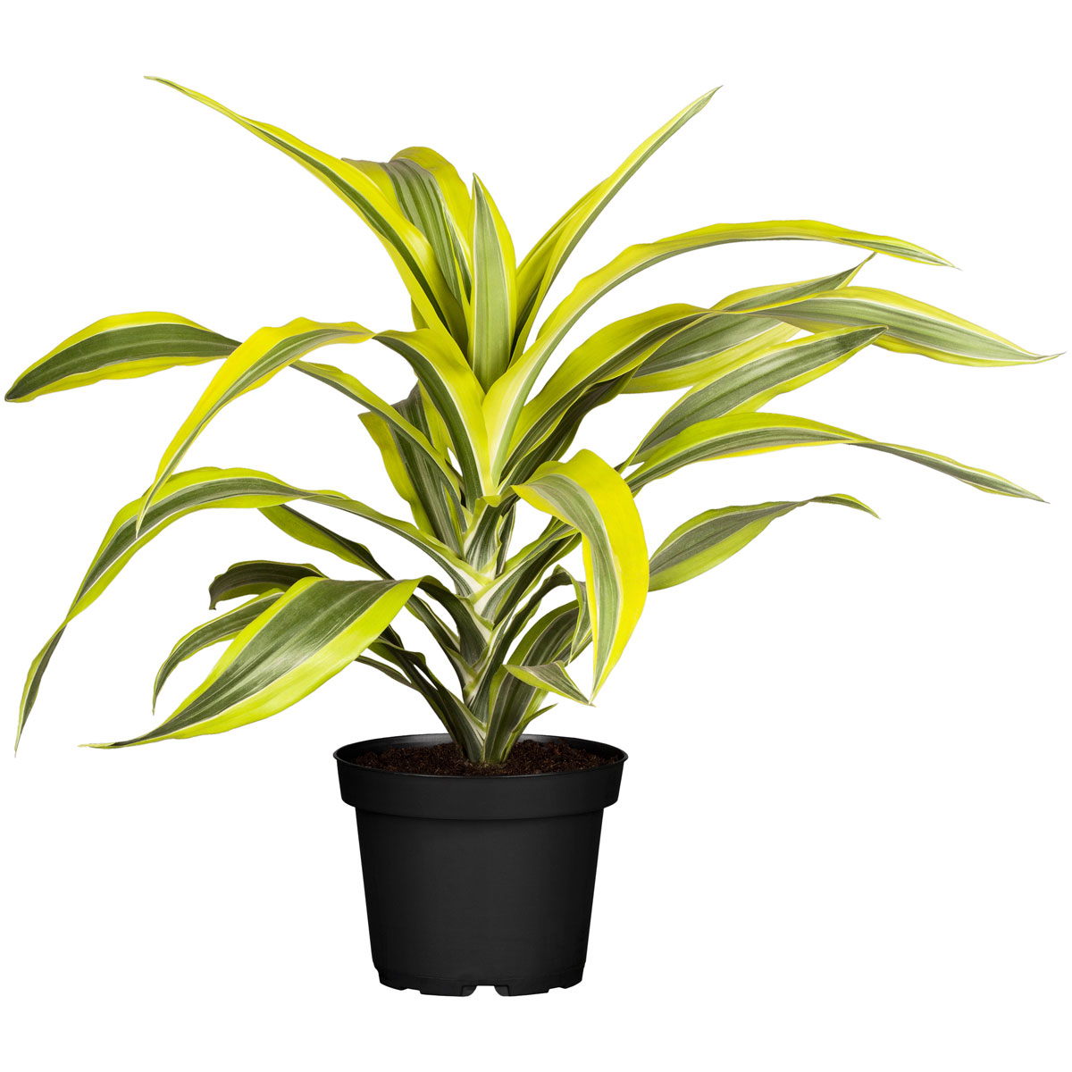 Drachenbaum Topf- Durchmesser 17 cm