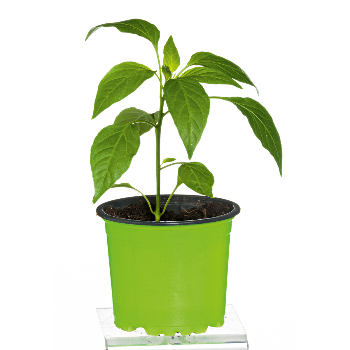 Plantiflor  Meisterklasse Peperonie Vulkan Topf Durchmesser 11 cm Bild 2