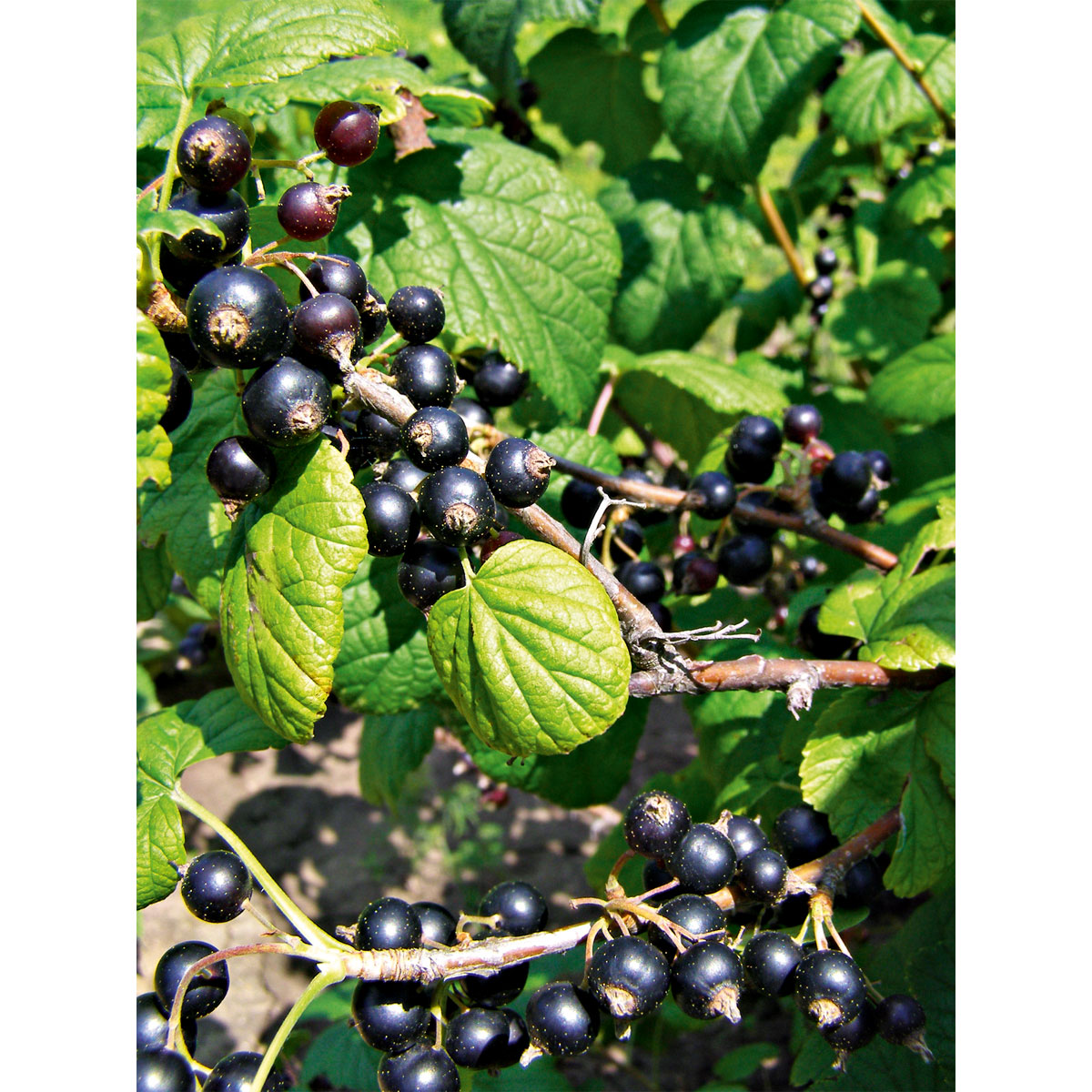 Plantiflor  Johannisbeerstrauch schwarz Topf Durchmesser 17 cm