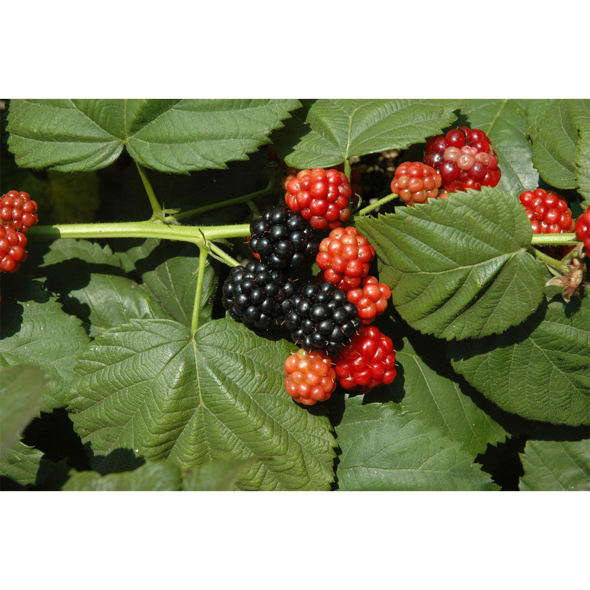 Plantiflor Brombeere Topf Durchmesser 17 cm