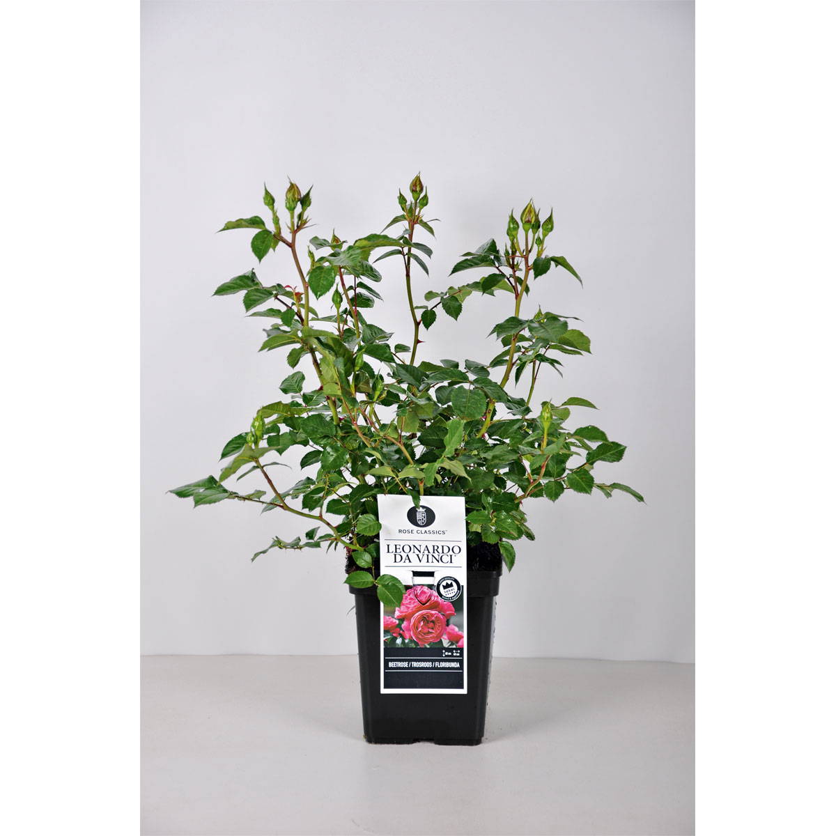 Plantiflor  Beet-Duftrose rot Topf 23 cm