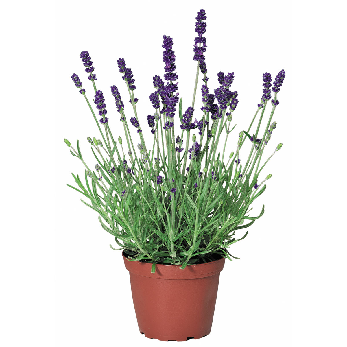 Plantiflor  Echter Lavendel