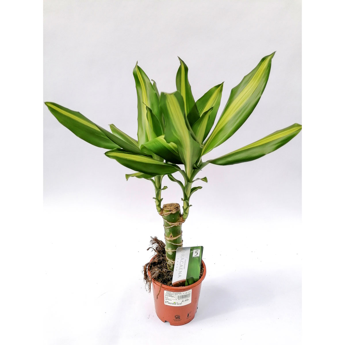 Plantiflor Drachenbaum Mix 45 cm T11