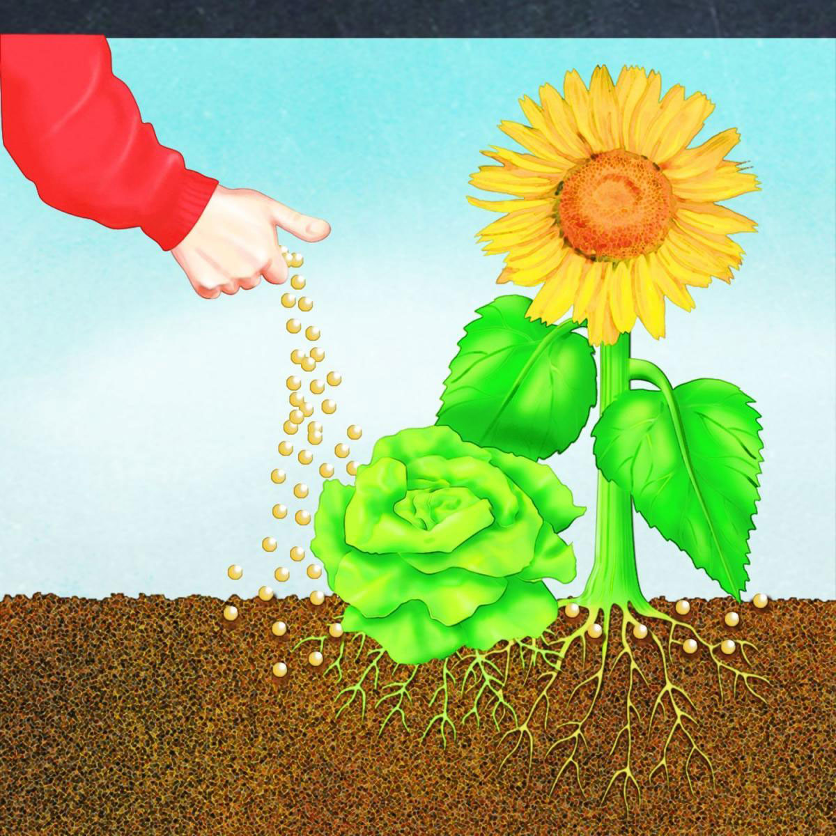 Compo BIO NaturDünger Guano 3 L Bild 3