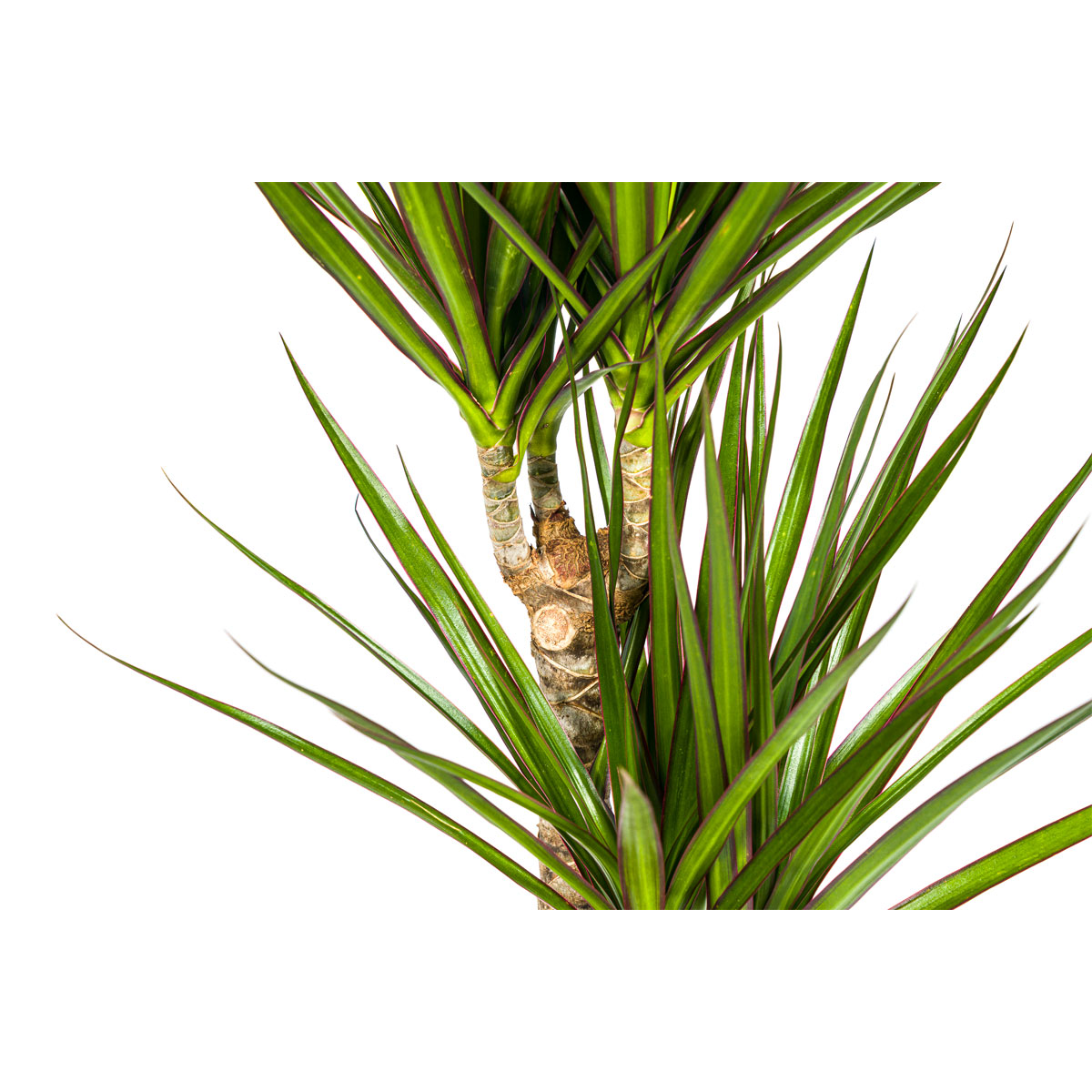 Gerandeter Drachenbaum „Green“, Topf Ø 17 cm Bild 3