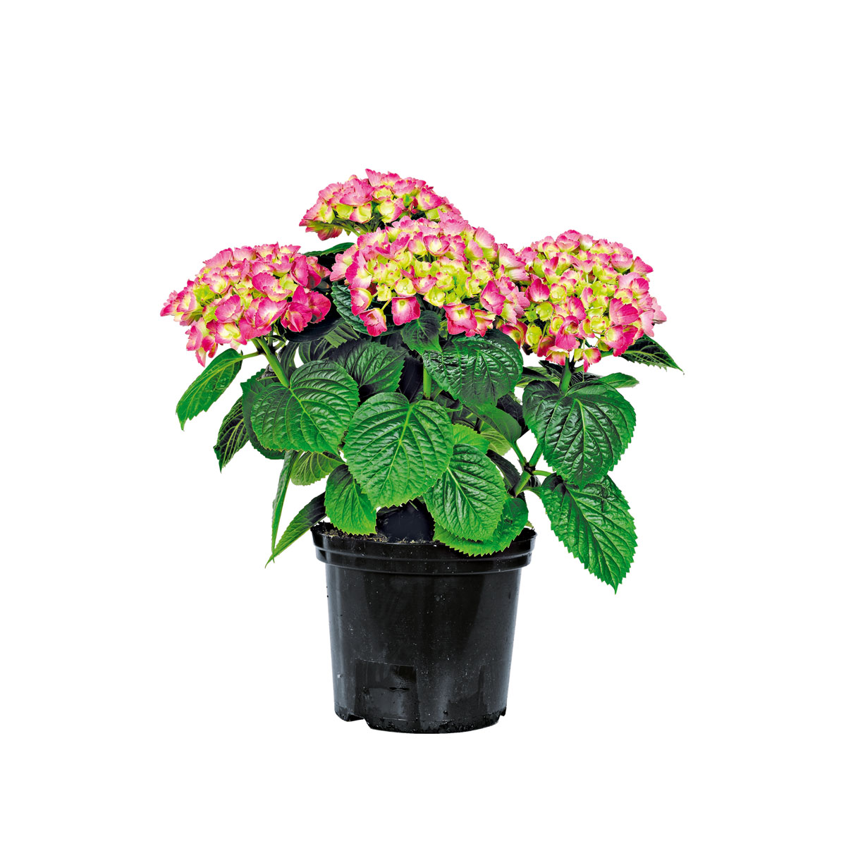 Plantiflor  Bauernhortensien versch Farben Topf Durchmesser 20 cm