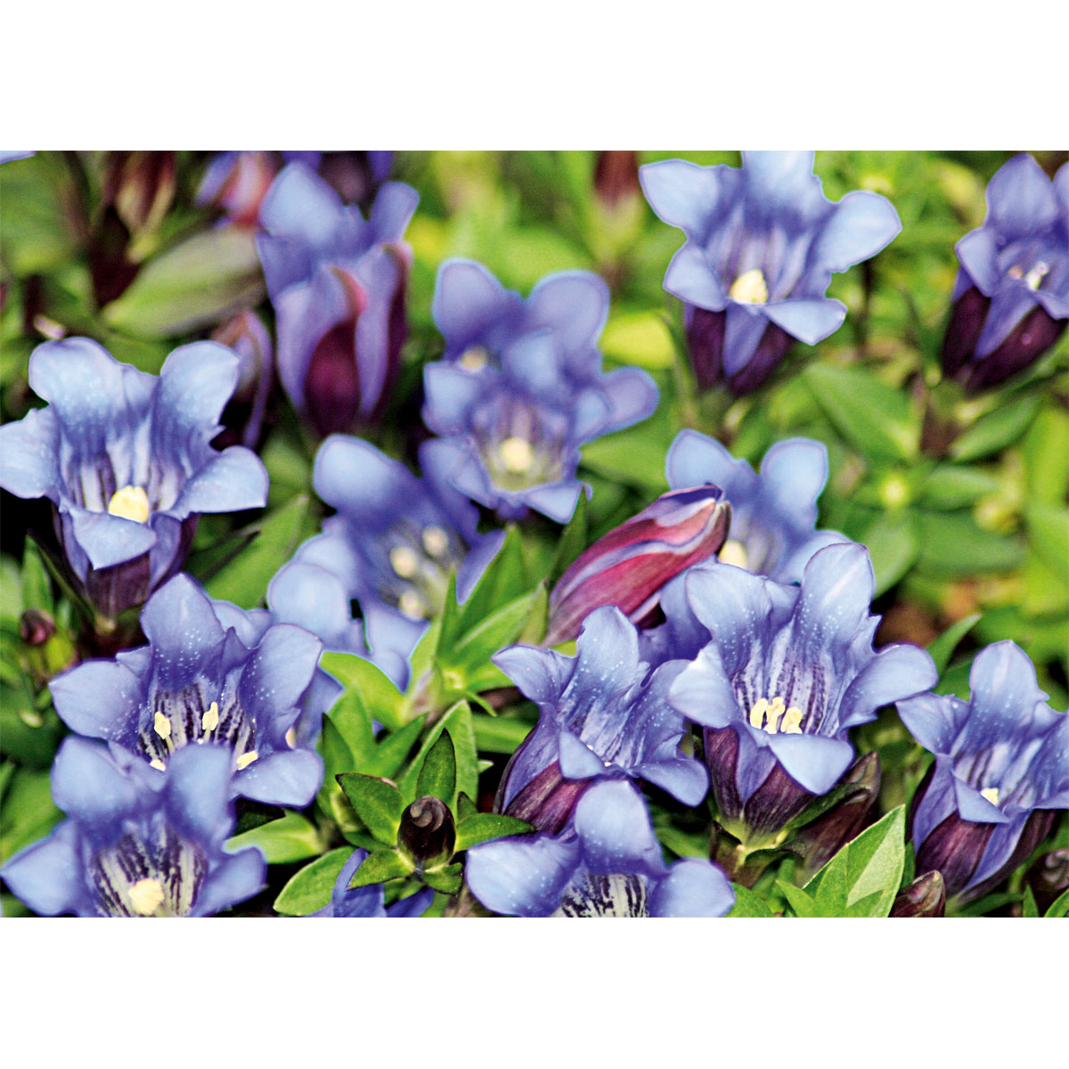 Plantiflor  Enzian blau Topf- Durchmesser 10,5 cm Bild 3