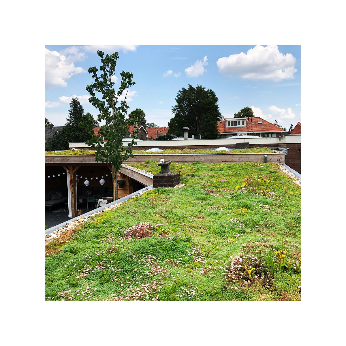 AboutGreen Gründachsystem Click und Go bis 15 Dachneigung 45 x 49,5 cm Bild 3