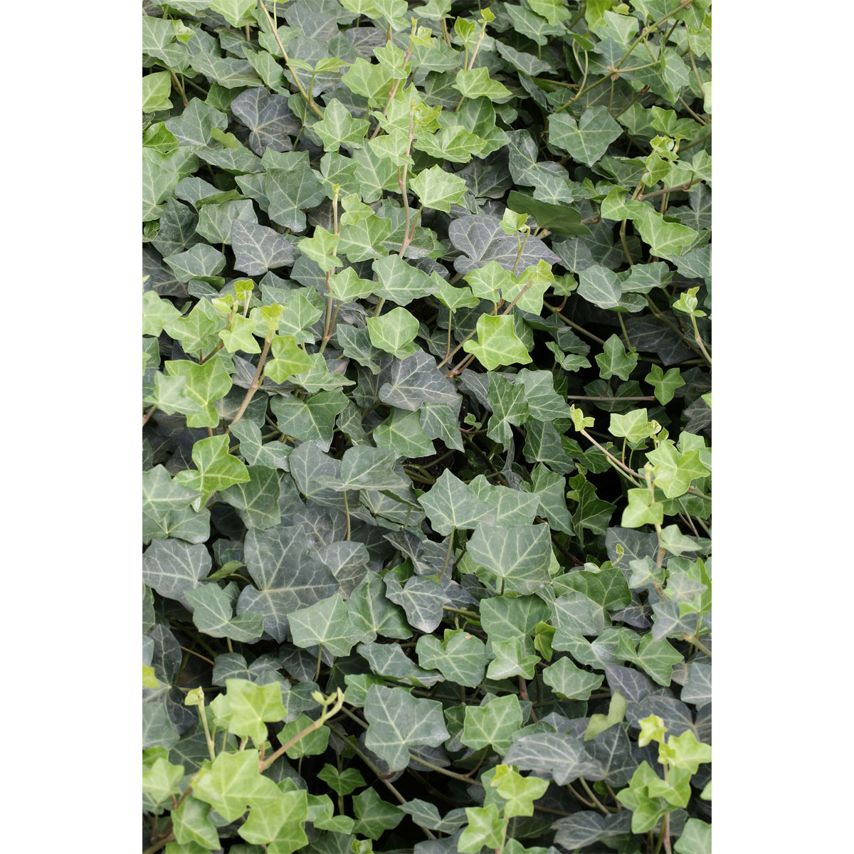 Plantiflor Großblättriger Irischer Efeu Topf Durchmesser 17 cm