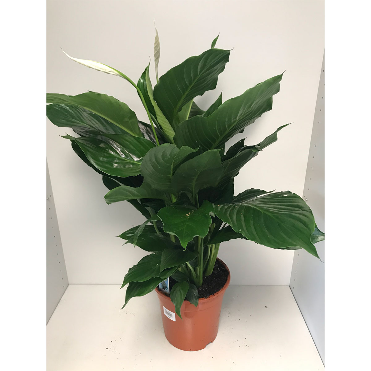 Plantiflor  Einblatt Maximo 80 cm T21 Plantiflor  Einblatt Maximo 80 cm T21