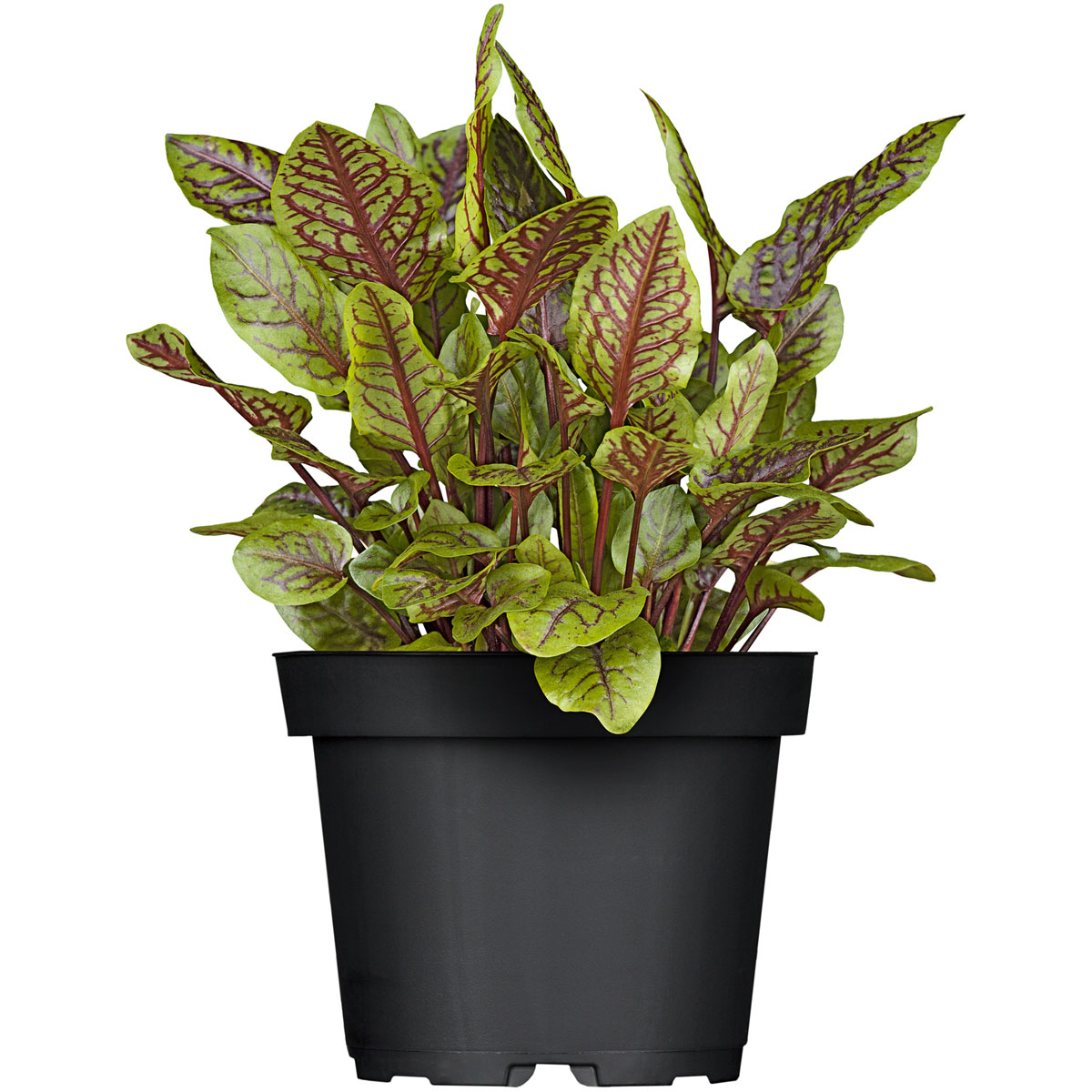 Plantiflor Gourmet Echter Sauerampfer grünlaubig T12