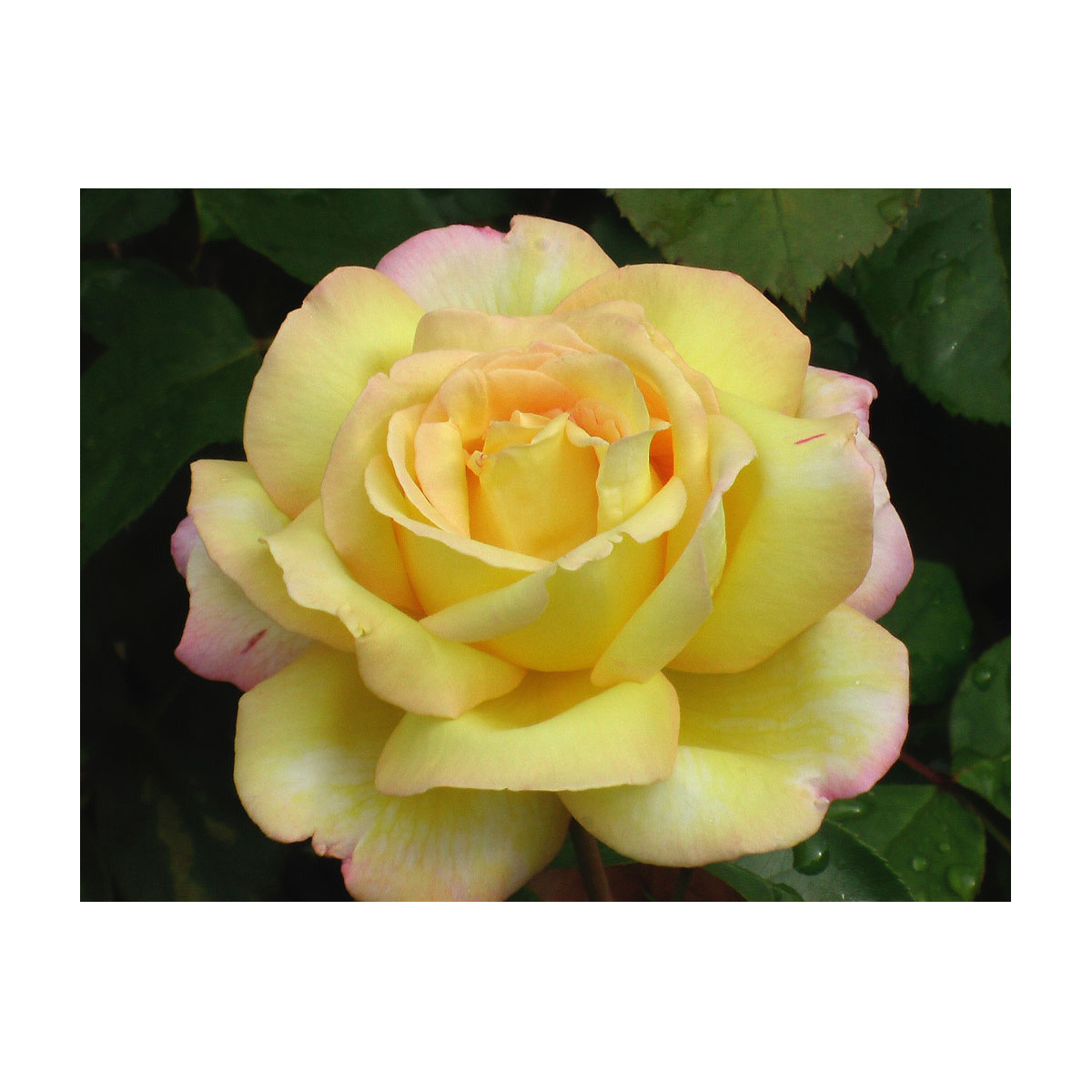 Plantiflor  Edelrose Gelb Topf Durchmesser 19 cm