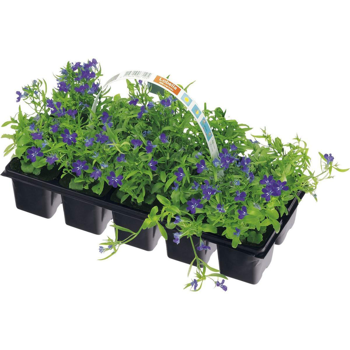 Plantiflor  Lobelie Männertreu 10er Tray