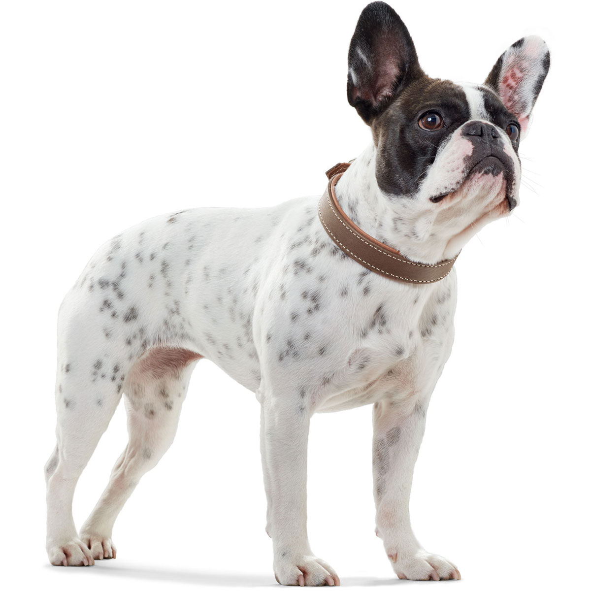 Hunter  Dog Halsband Porto tabak/cognac 42-48 cm Bild 4