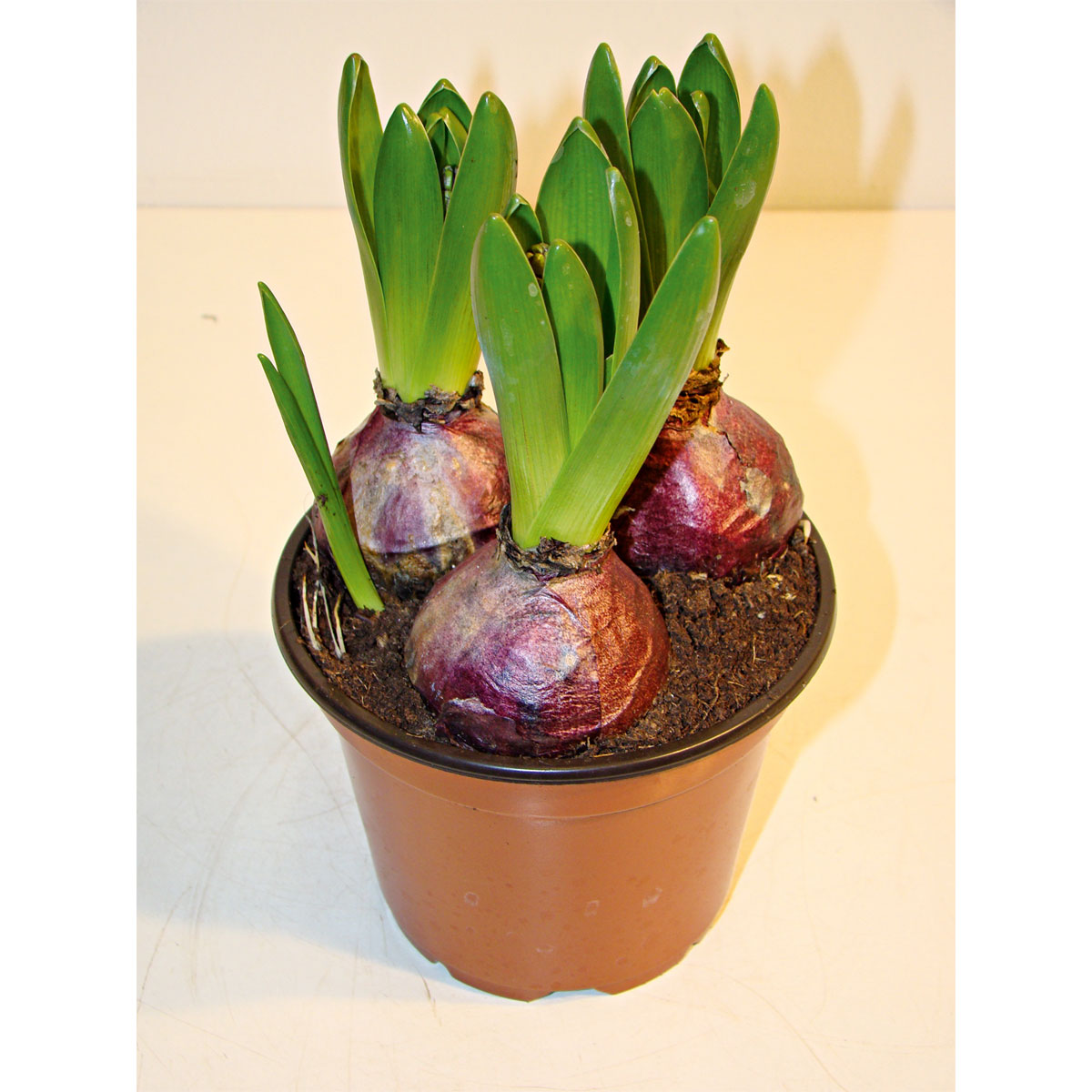 Plantiflor  Hyazinthe Topf Durchmesser 12 cm