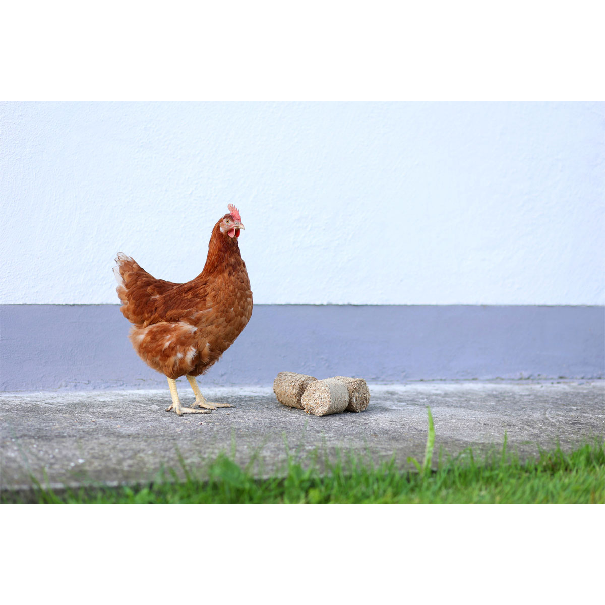 Dinkelspelzenbriketts 24 Stück Bild 3