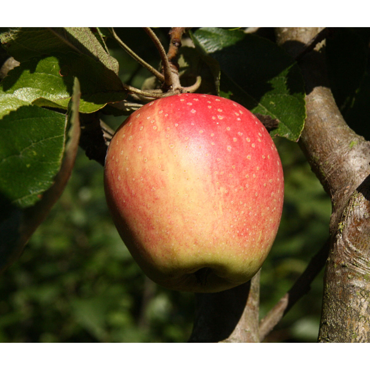 Obstbäume BayWa Bau & Garten