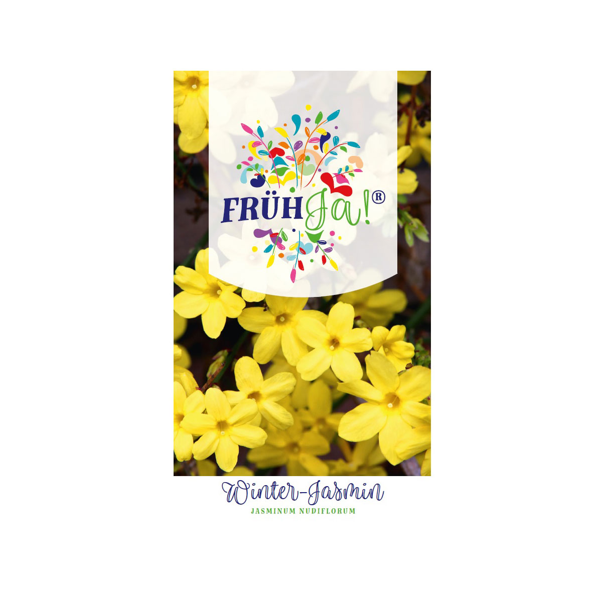 Plantiflor  Winter-Jasmin Topf Durchmesser 23 cm