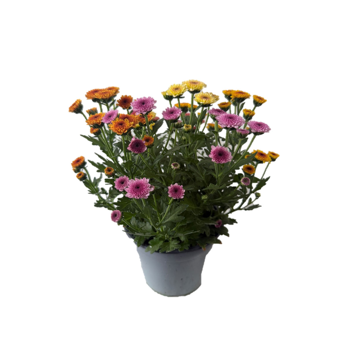 Chrysantheme Jellyfish 5-farbig im 14 cm Topf