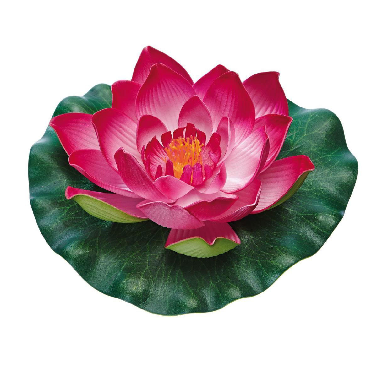 Oase PontecPondo Lily rot