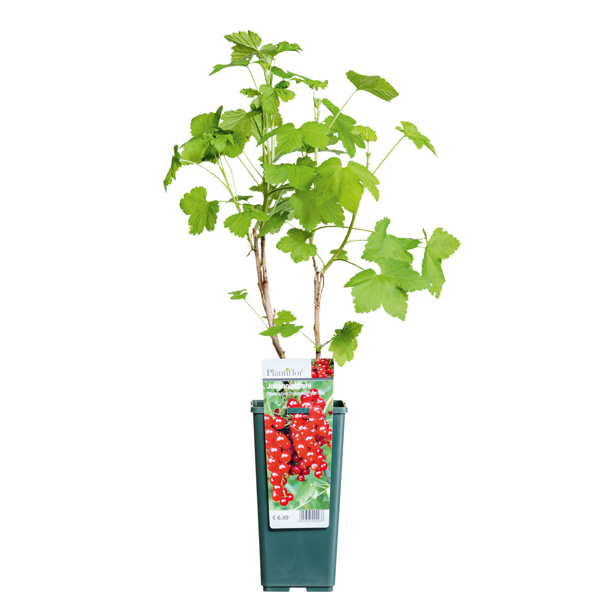 Plantiflor  Johannisbeerstrauch rot im Topf Durchmesser 17 cm