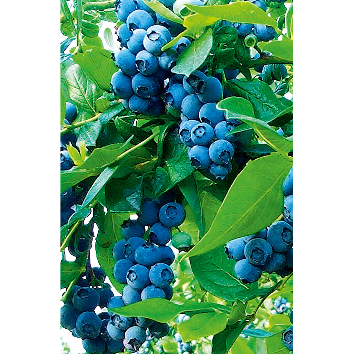 Plantiflor  Heidelbeere Goldtraube Topf- Durchmesser 19 cm Bild 3