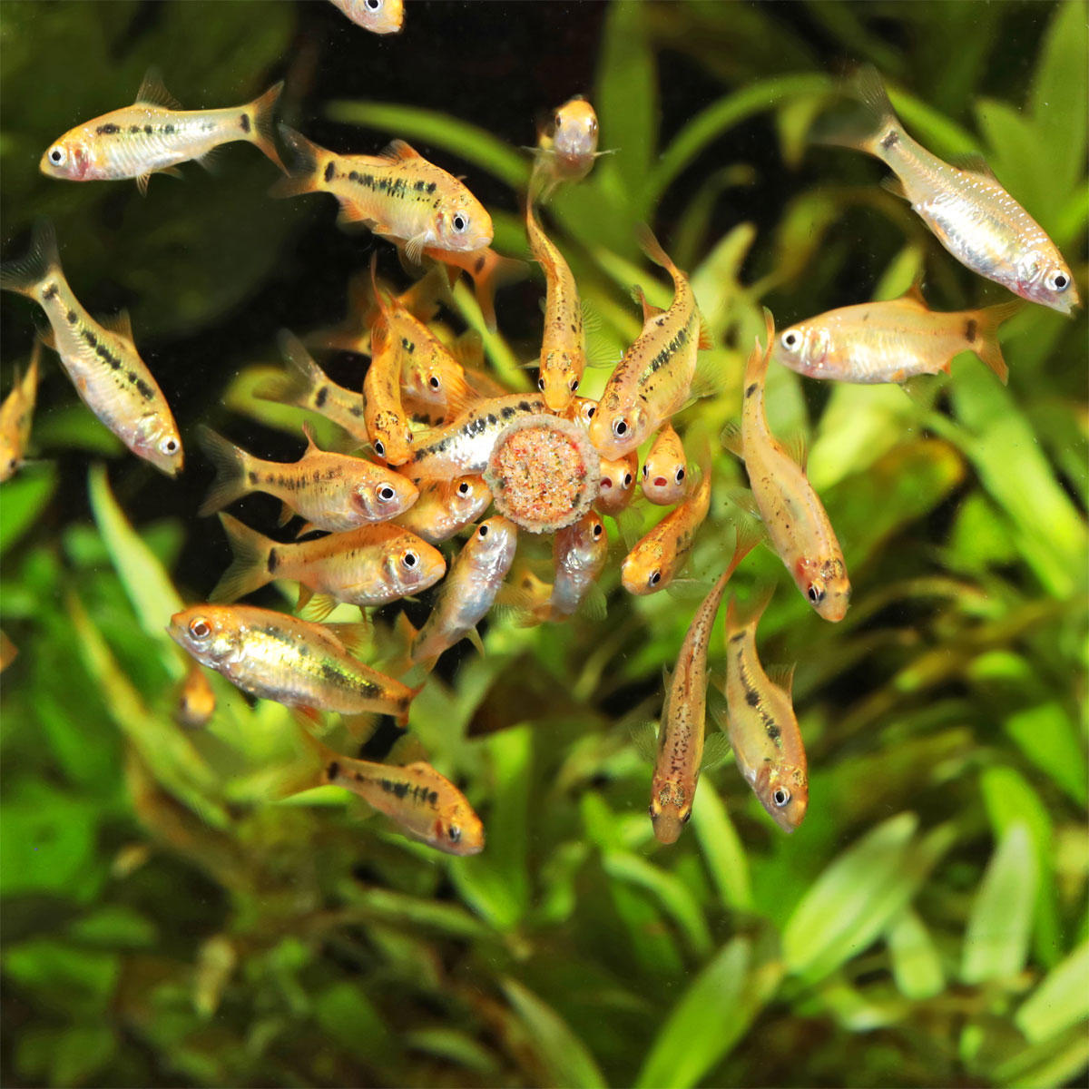 Fischfutter PRONOVO TAB M 100 ml Bild 5