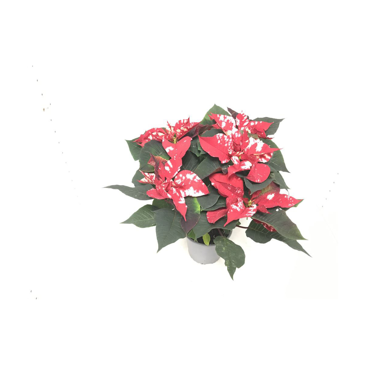 Plantiflor  Weihnachtsstern Skystar T13