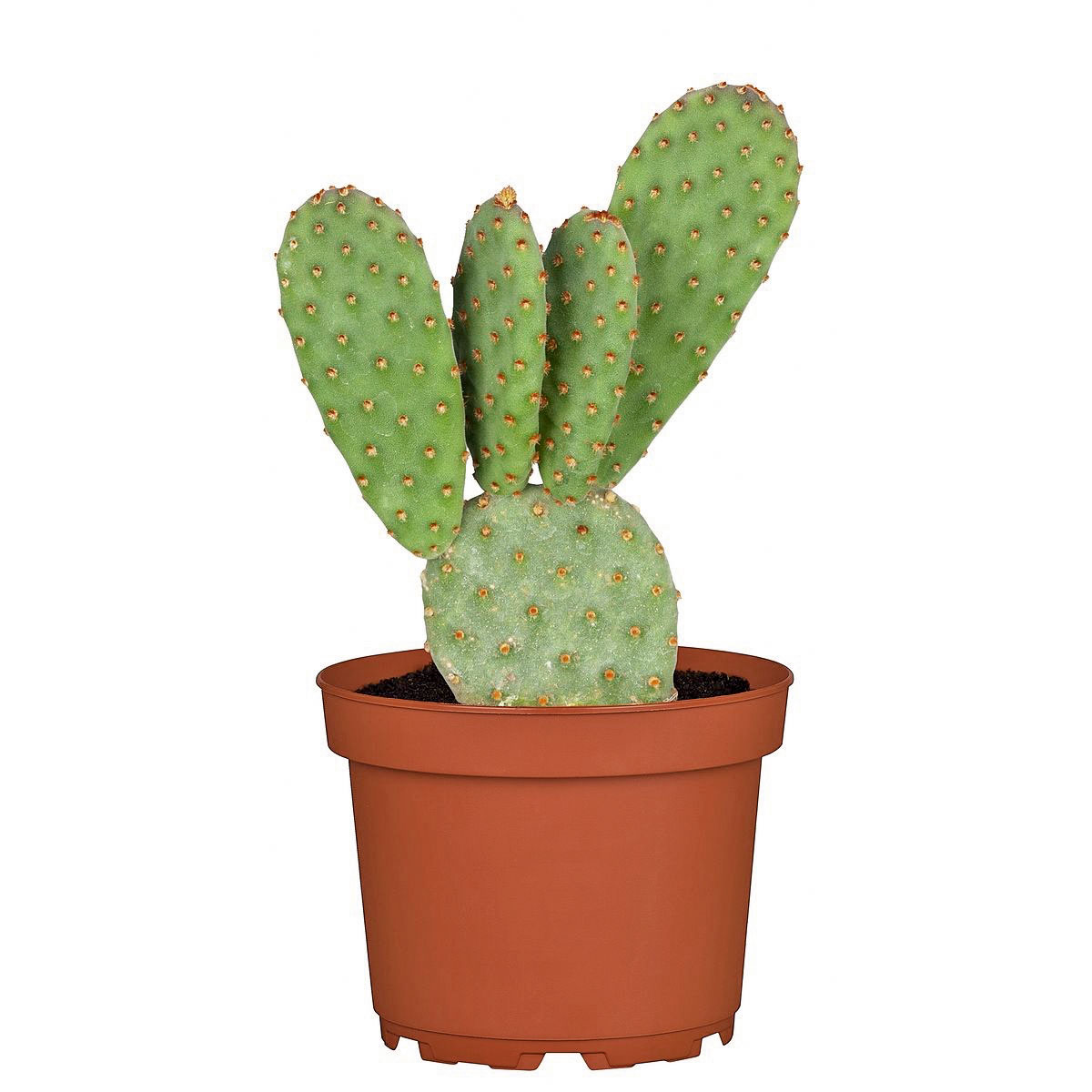 Plantiflor  ZKAK Opuntia Mix T5,5 PC