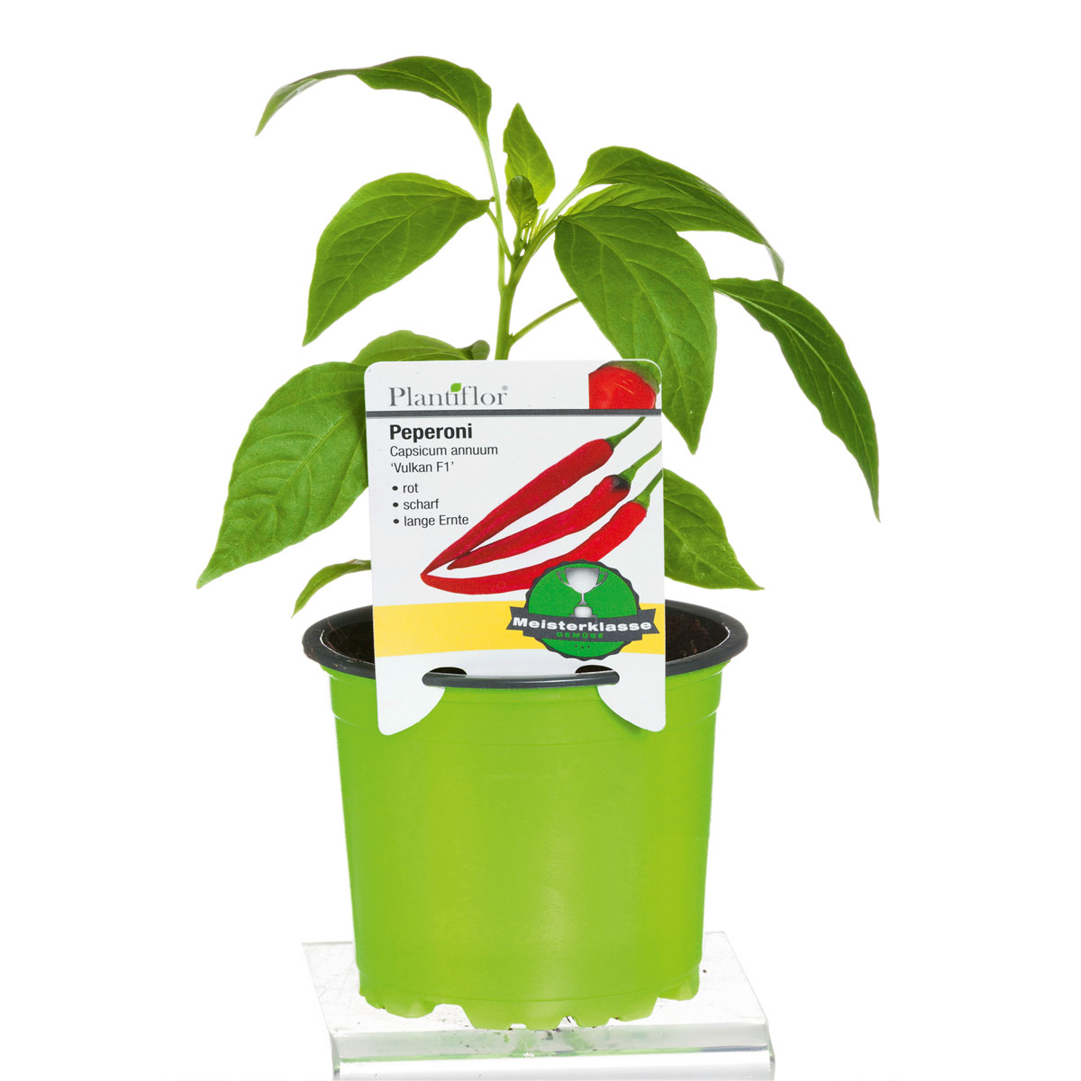 Plantiflor  Meisterklasse Peperonie Vulkan Topf Durchmesser 11 cm