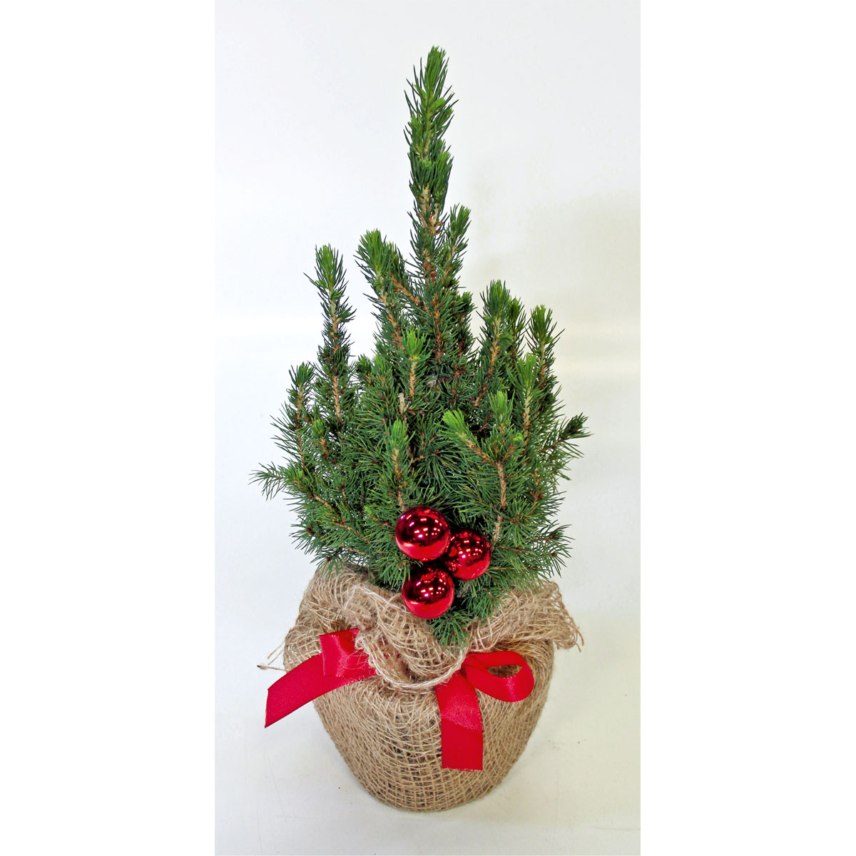 Plantiflor  Geschmückte Zuckerhutfichte 25 cm