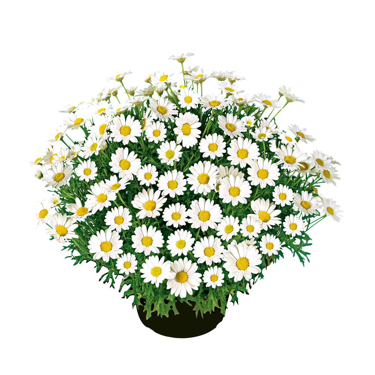 Plantiflor  Margeritenbusch weiß im Topf Durchmesser 18 cm Bild 1
