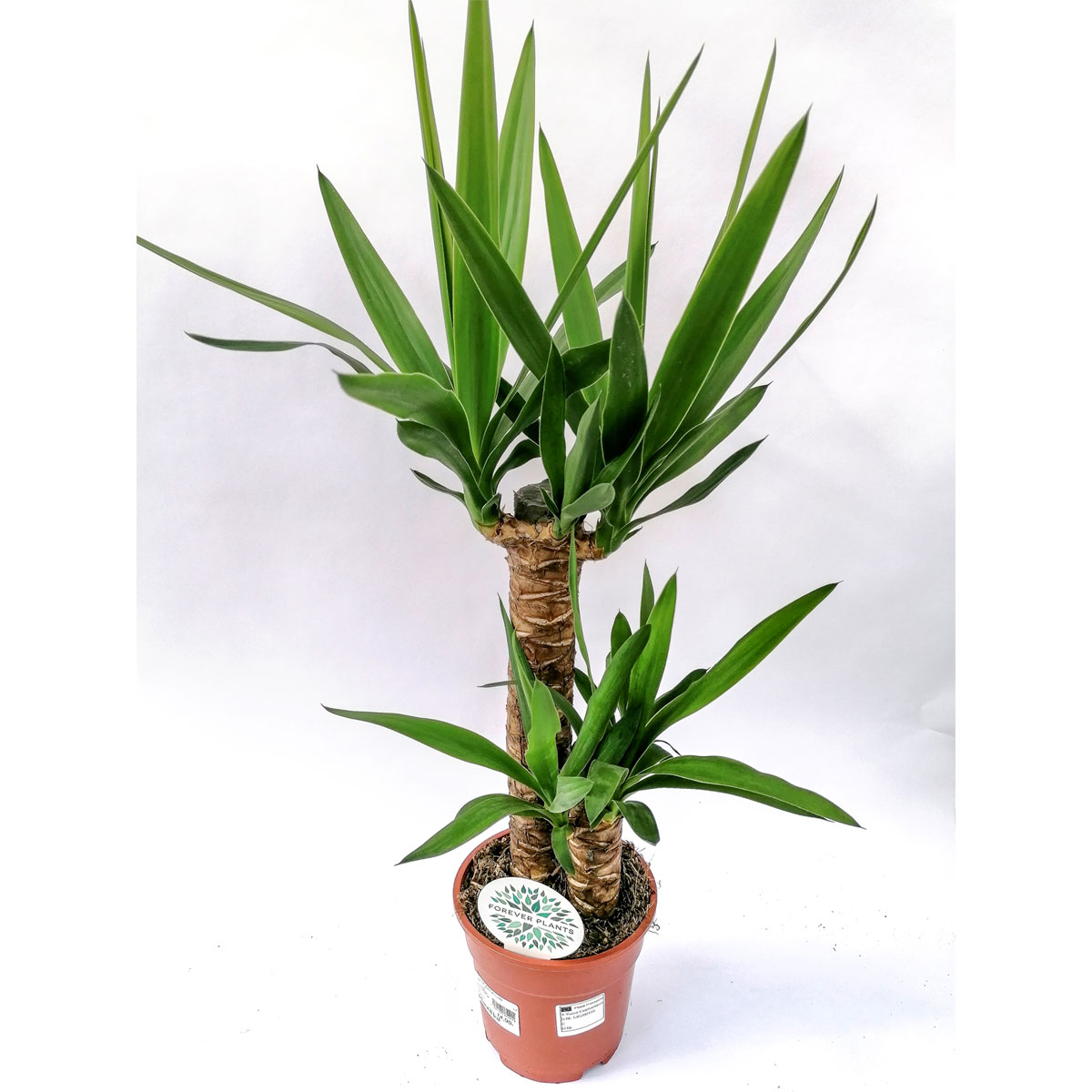 Plantiflor Yucca Palme 2er-Tuff 80-85 cm T17