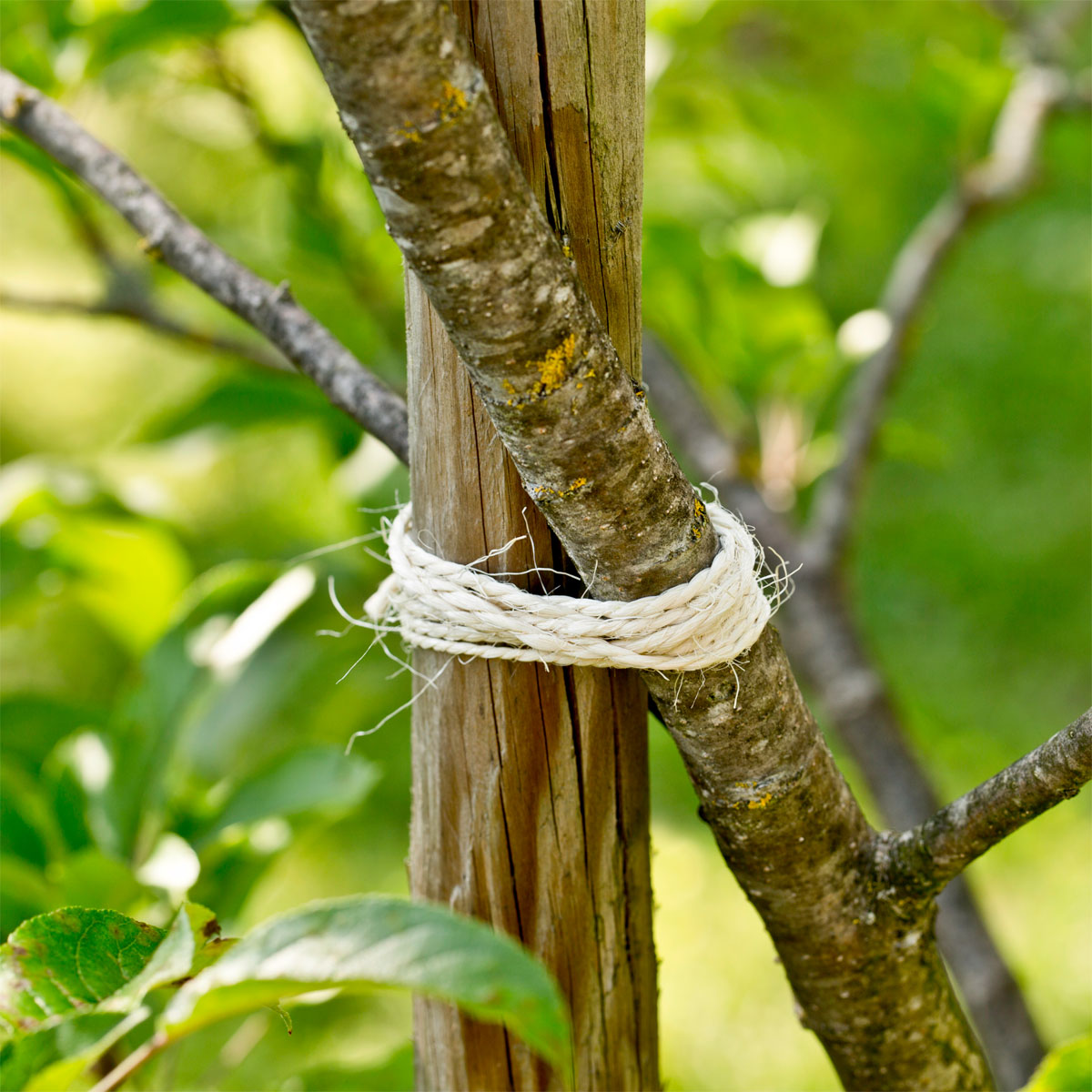 Windhager Sisal Garten-Kordel 150mx2,5 mm weiß Bild 3