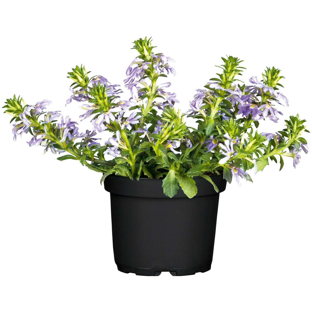 Plantiflor  Fächerblume Topf Durchmesser 13 cm