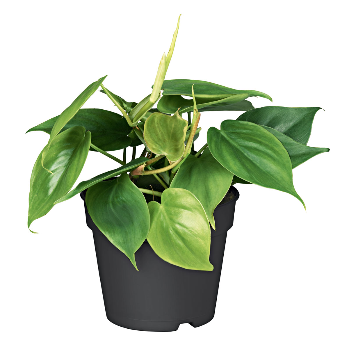 Plantiflor  Philodendron Topf Durchmesser 12 cm