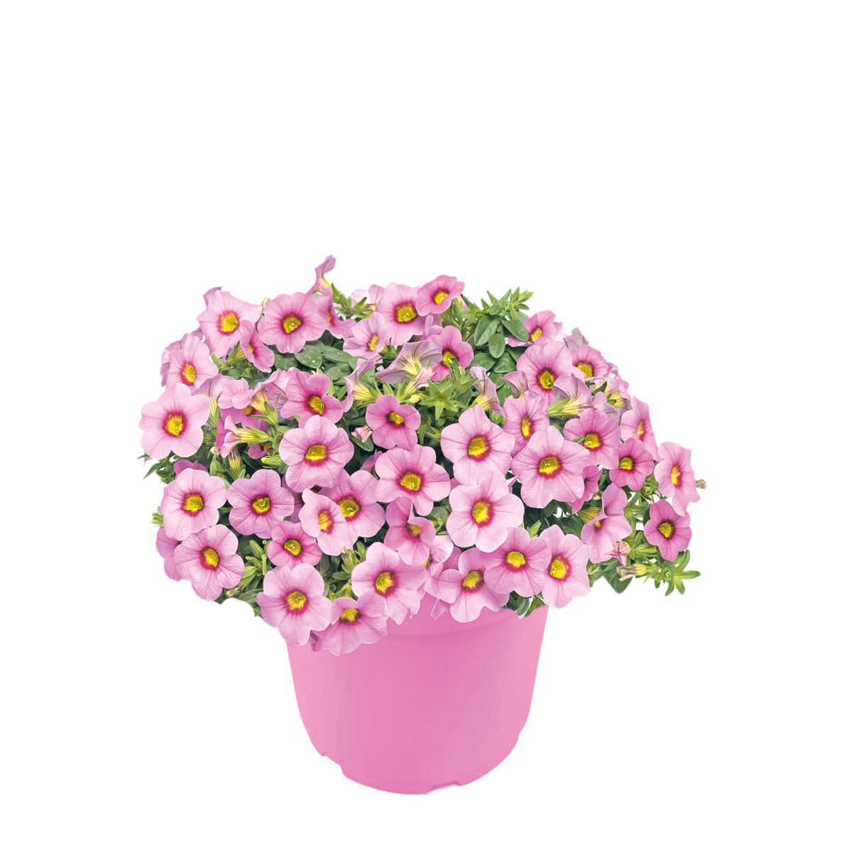 Plantiflor  Zauberglöckchen, Topf Ø 13 cm Bild 2