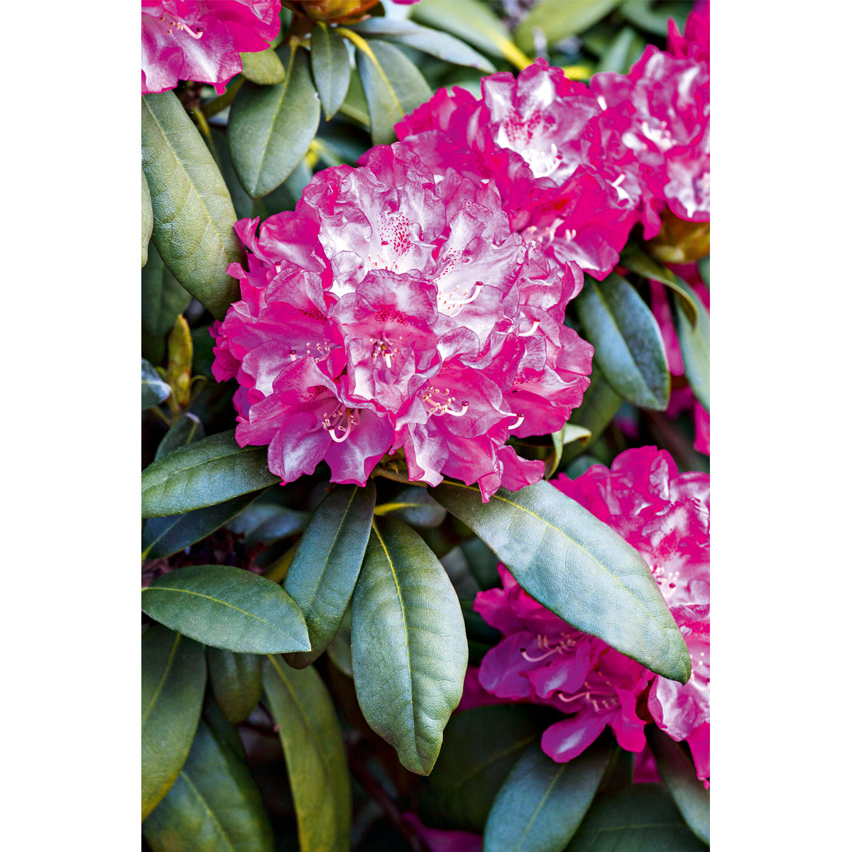 Plantiflor Yakushima-Rhododendron verschiedene Sorten Topf Durchmesser 19 cm