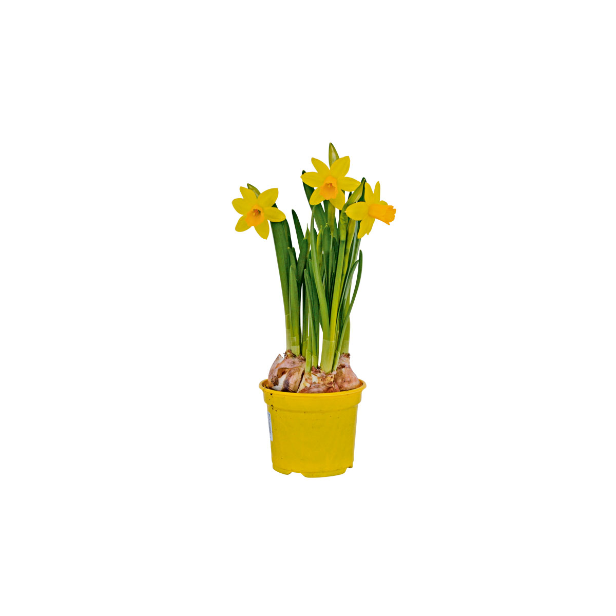 Plantiflor Narzisse Tete a Tete Topf Durchmesser 10,5 cm