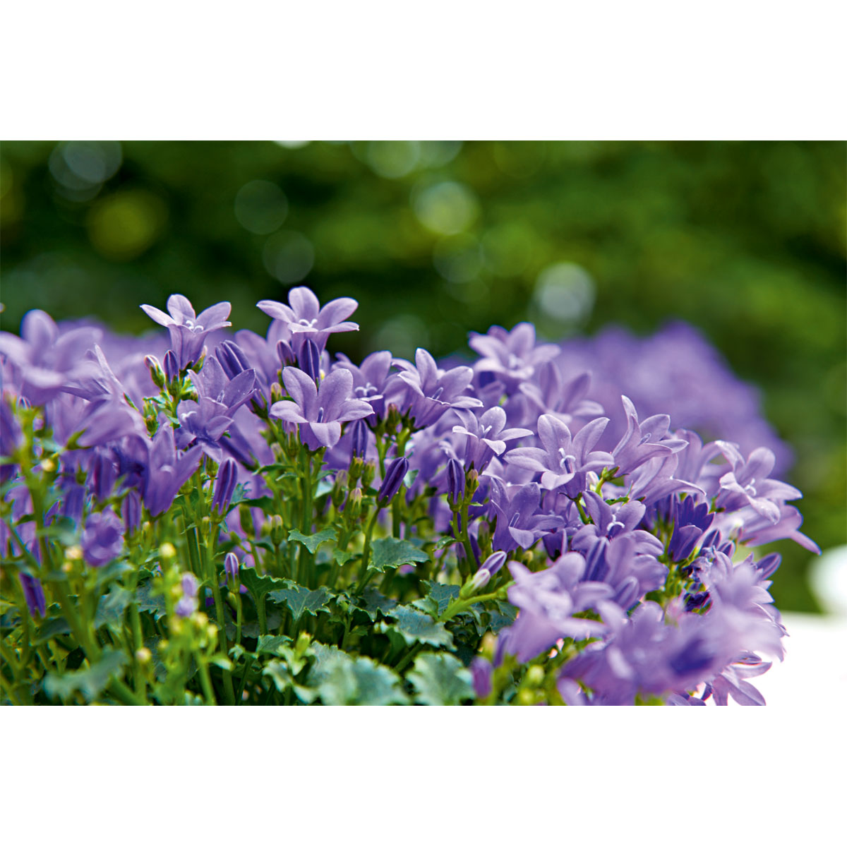 Plantiflor  Glockenblume blau Topf 11 cm Bild 8