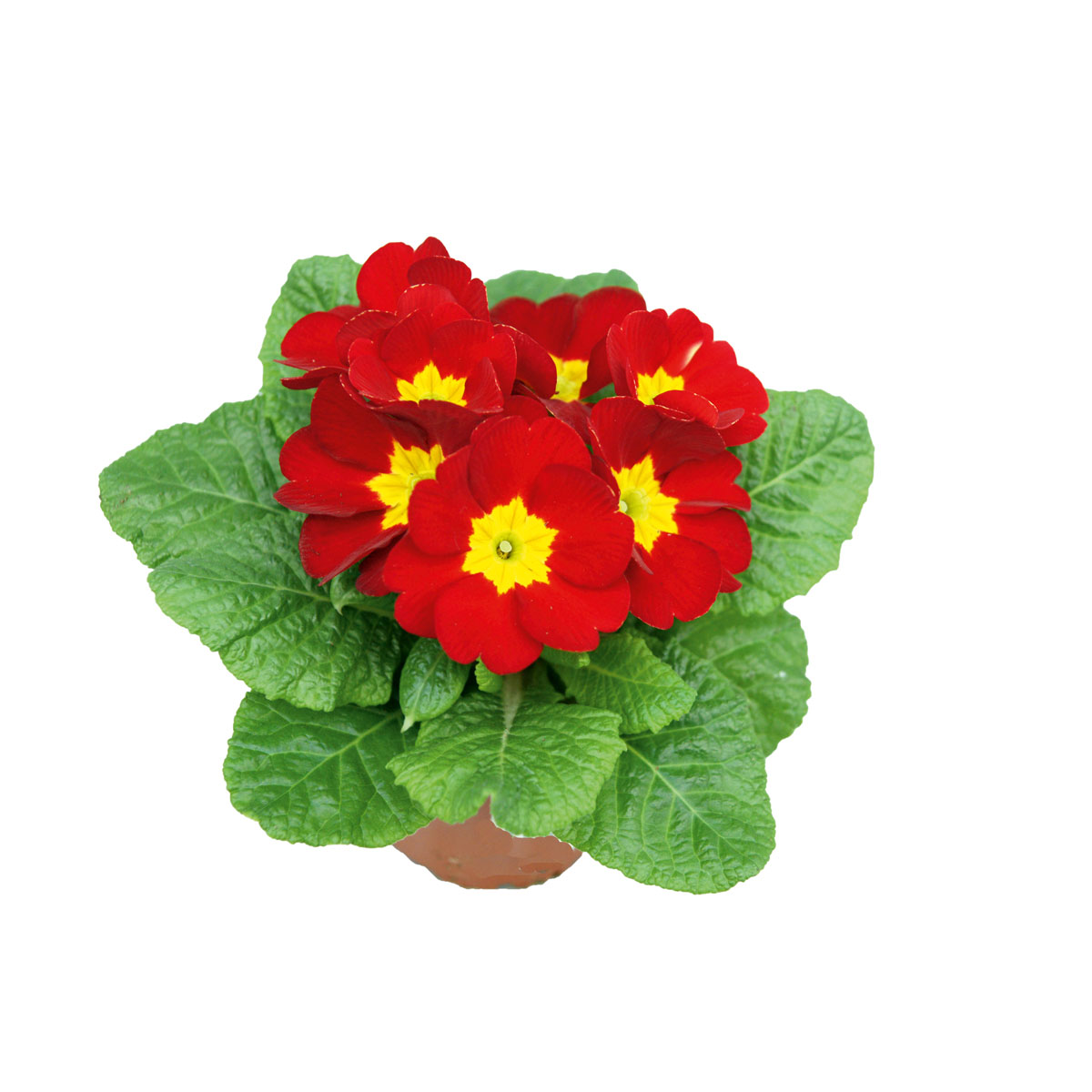 Plantiflor  Primel Topf Durchmesser 10,5 cm Bild 2