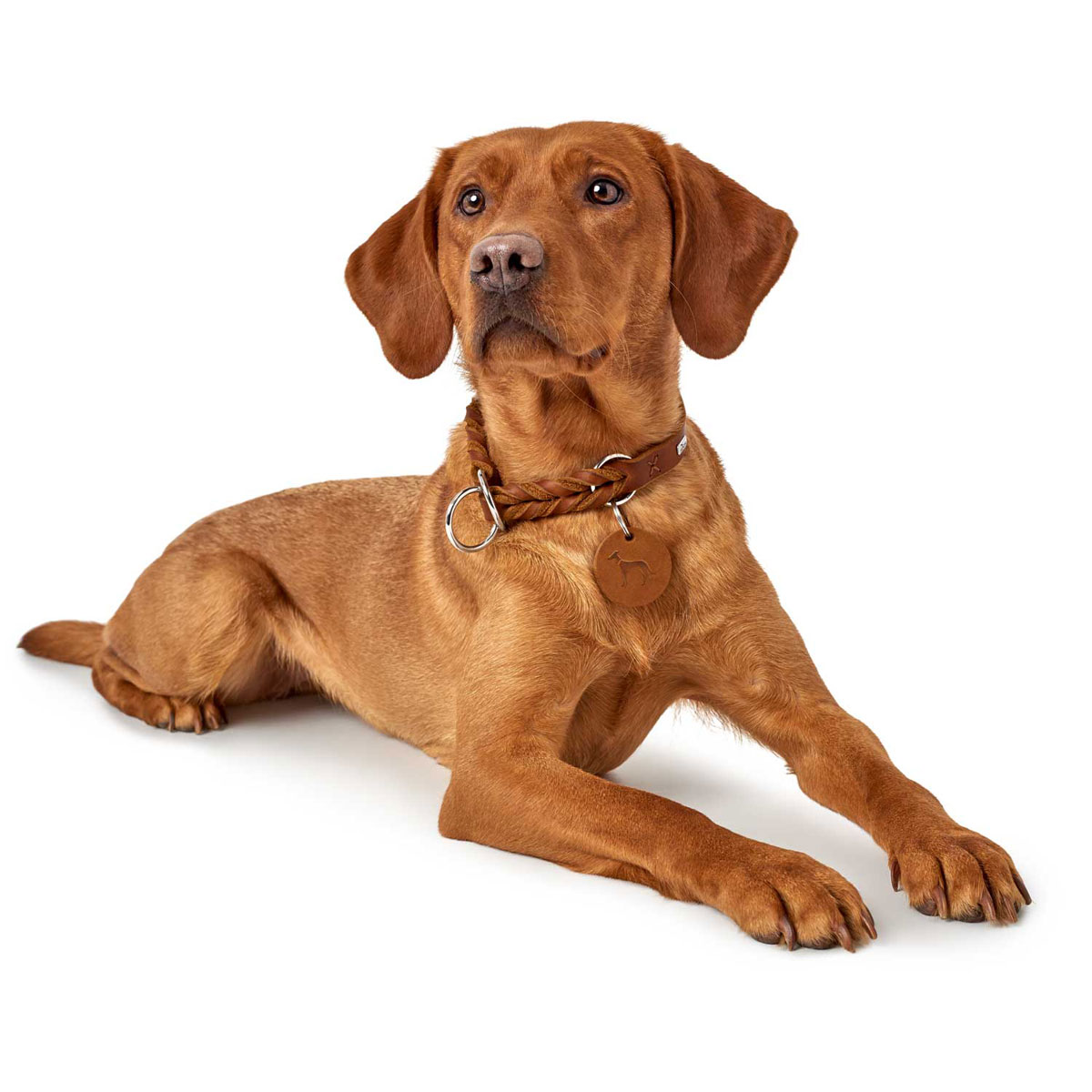 Hunter Dressurhalsung Solid Education cognac Größe M-L Bild 2